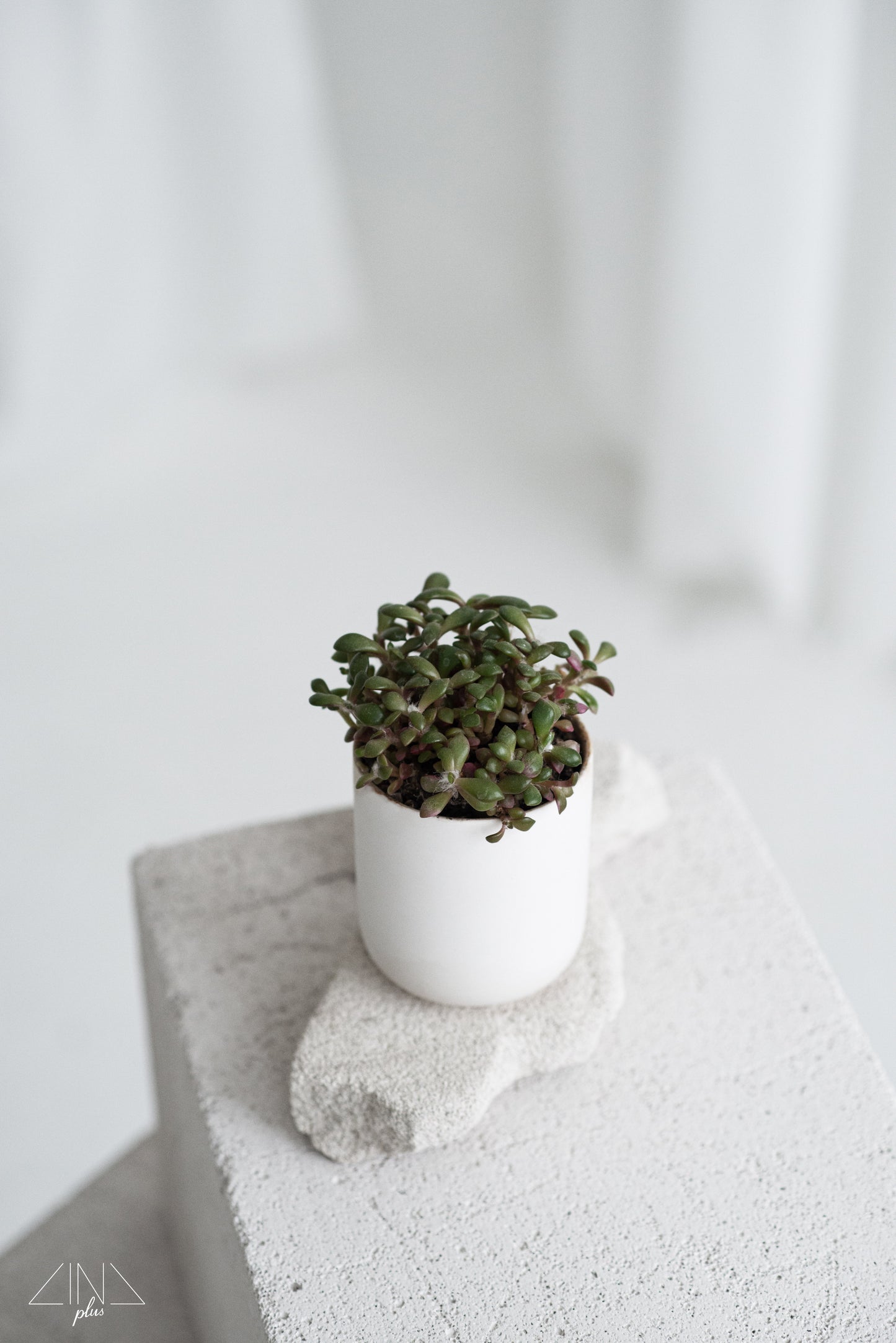 White Scented Candle with Oak Lid